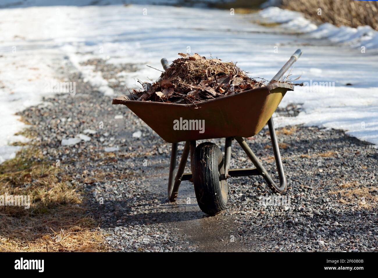 Wheelbarrows full of dry leaves and grass Stock Photo