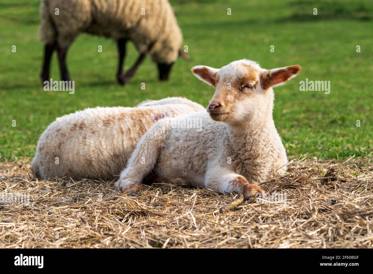 Close-up portrait of a tired looking white and brown lamb with half closed eyes sitting on straw on a green meadow. Concept of free-range farming. Stock Photo