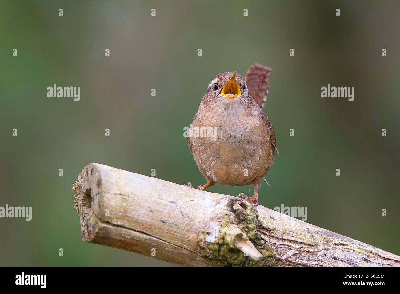 Kidderminster, UK. 29th March, 2021. UK weather: with very warm temperatures and beautiful sunshine the local wildlife doesn't hesitate in celebrating a fine, spring day. This Jenny wren bird bursts into beautiful song whilst perching isolated on a branch. Credit: Lee Hudson/Alamy Live News Stock Photo