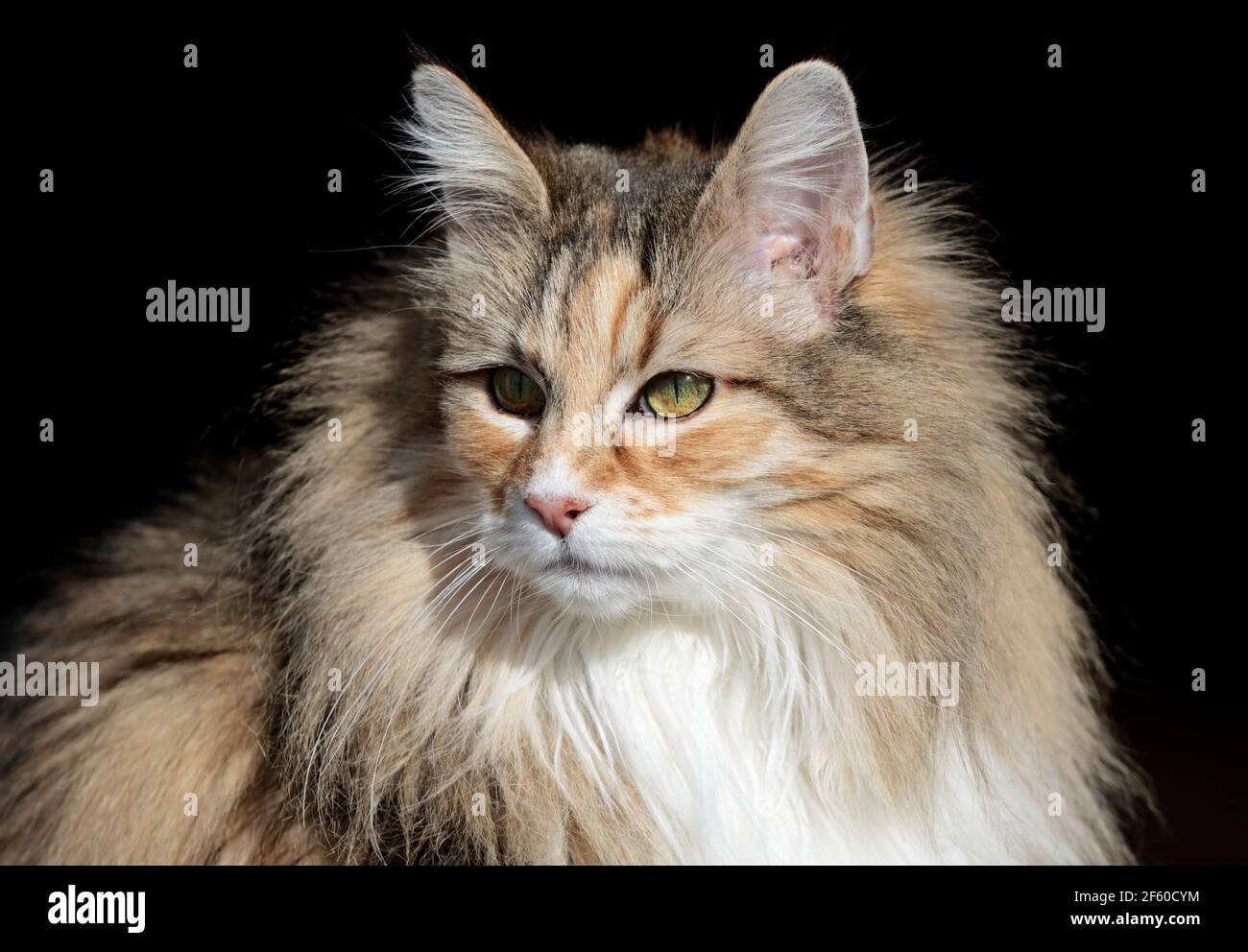 A portrait of a norwegian forest cat on a sunny day Stock Photo
