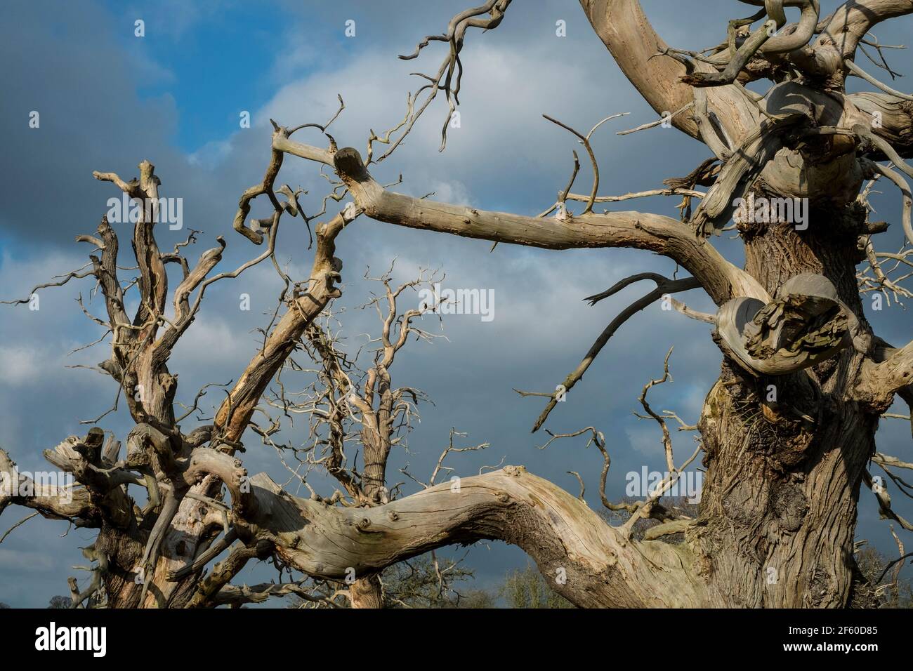 An ancient dead tree with its twisted limbs and branches Stock Photo Alamy