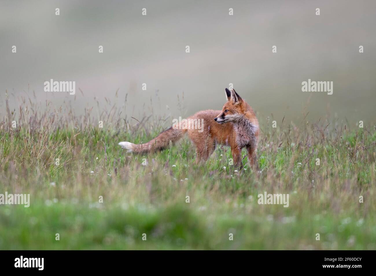 Red fox (Vulpes vulpes), Northumberland national park, UK, Stock Photo