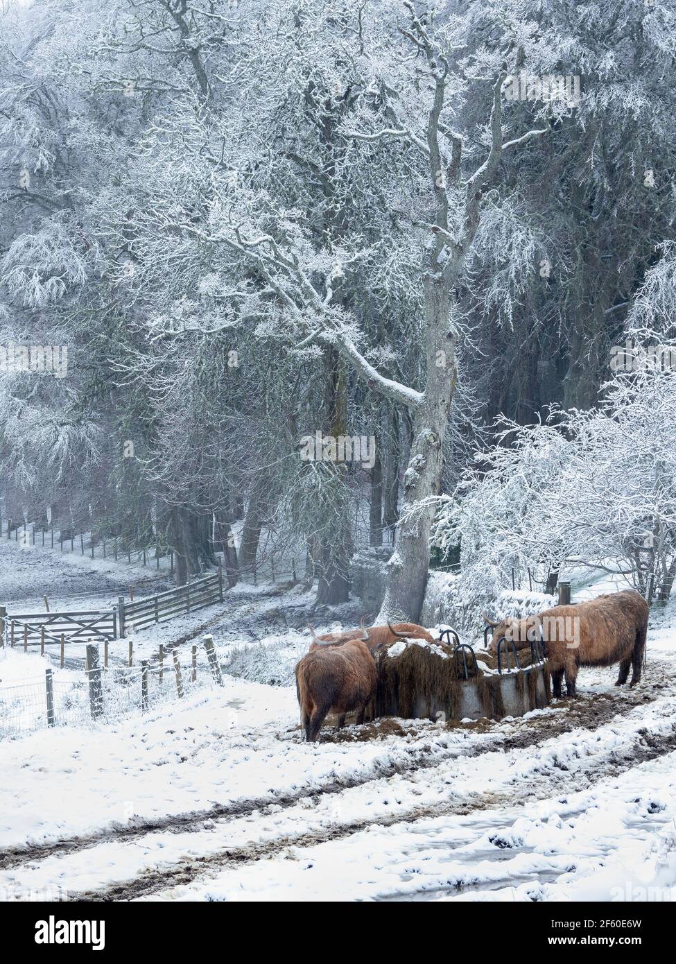 Highland cows at a feeding station with snow covered trees and ground. Stock Photo