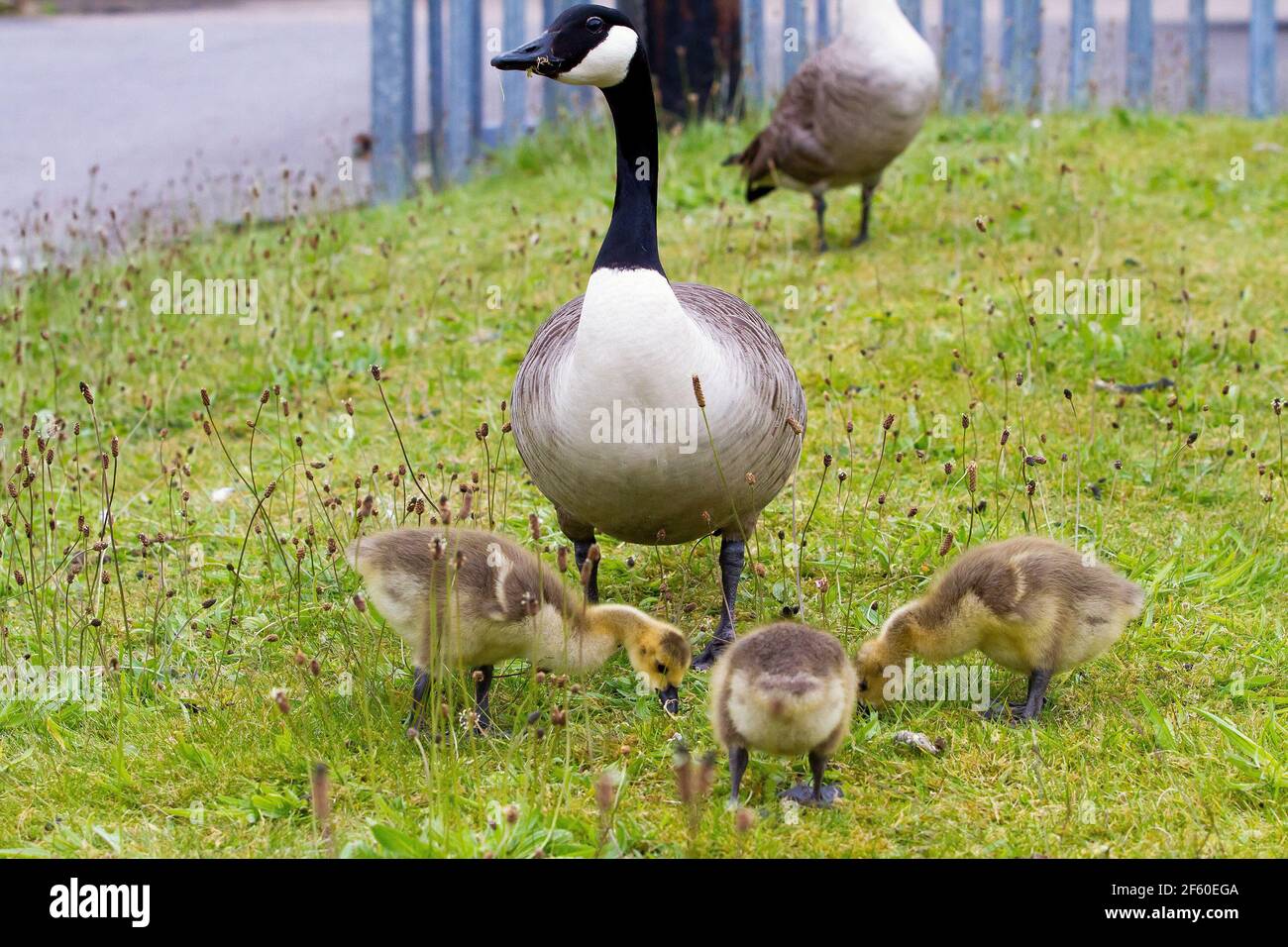 Baby Canada Geese Stock Photo Alamy