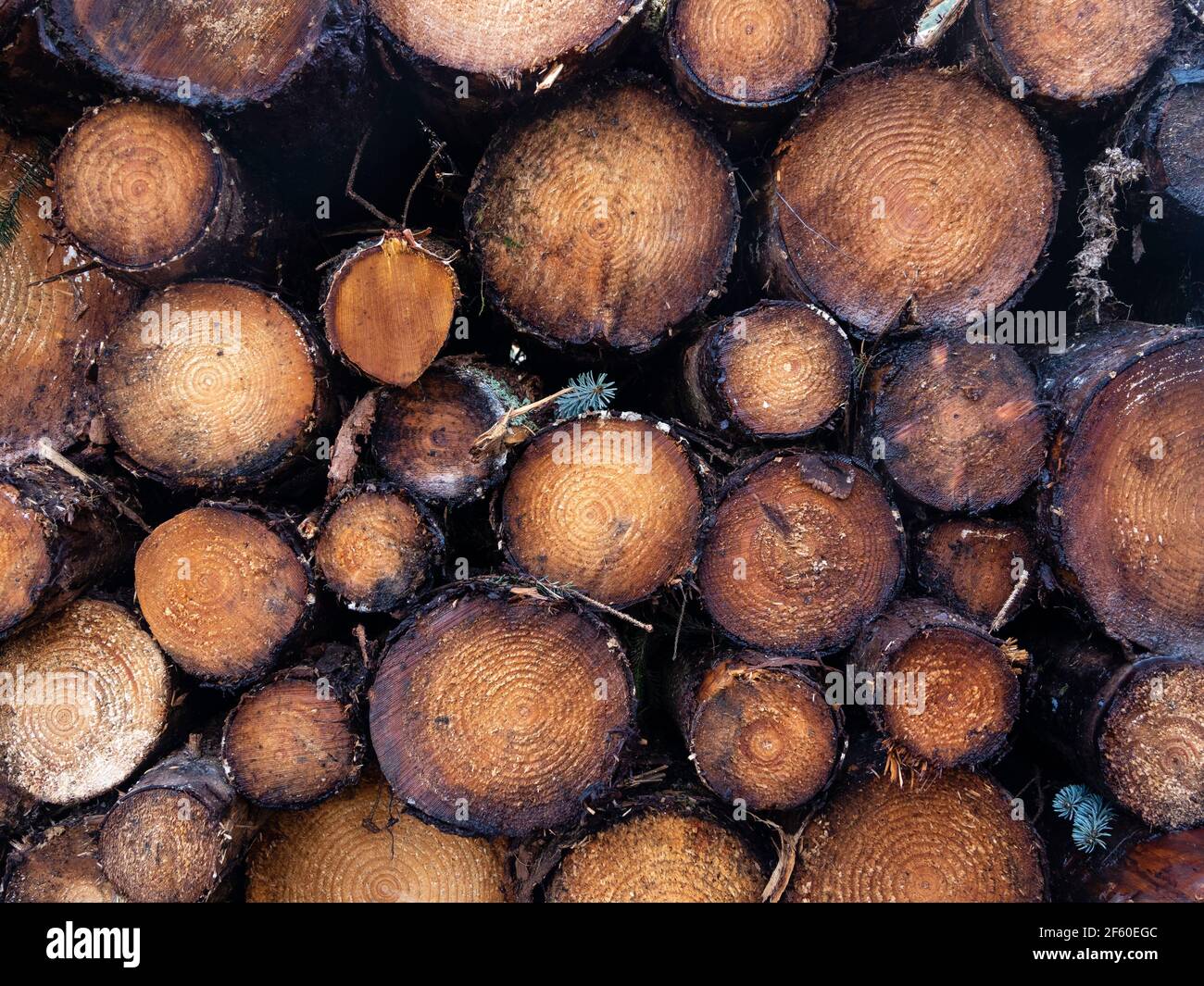 Close up section of freshly felled logs. Forestry operations in the Scottish Highlands. Glen Urquhart, Highland, Scotland Stock Photo