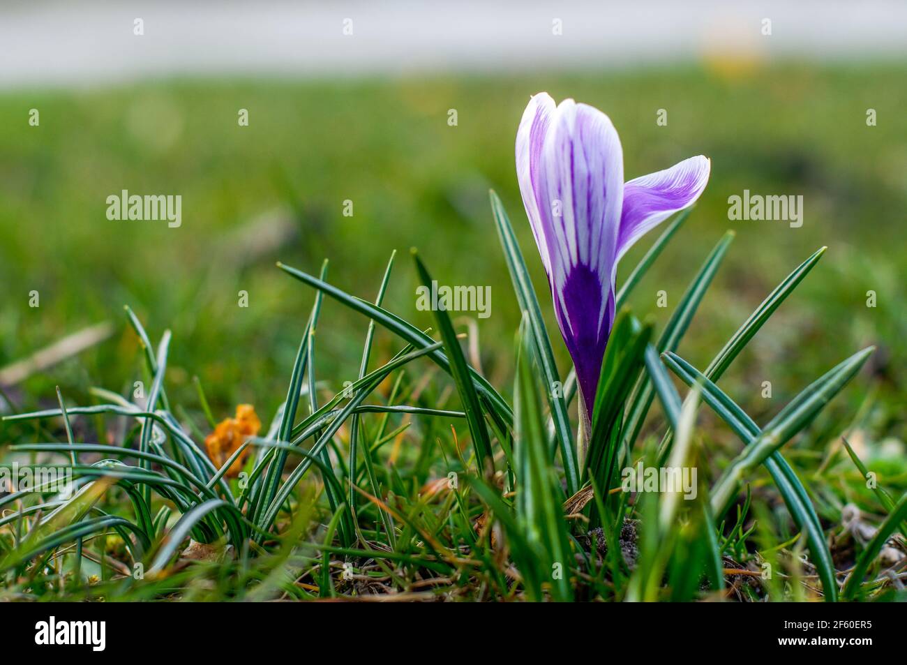 Purple crocus, Saffron, (Crocus L.), spring blooming flower, on the