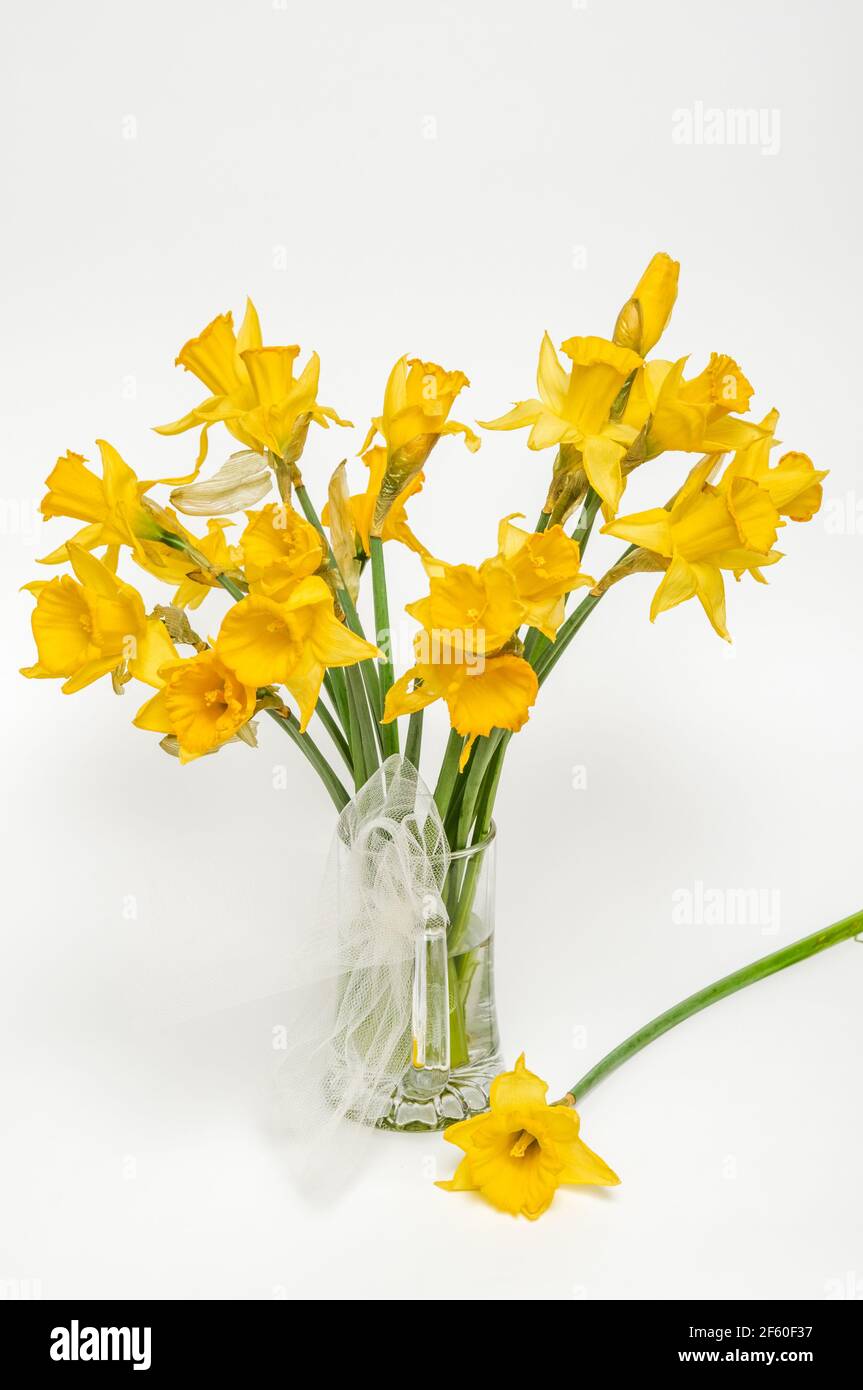 Yellow narcissus, daffodil, (Narcissus pseudonarciss), trumpet narcissus, flower bouquet in a glass vase, on a light background, flowers in the form o Stock Photo