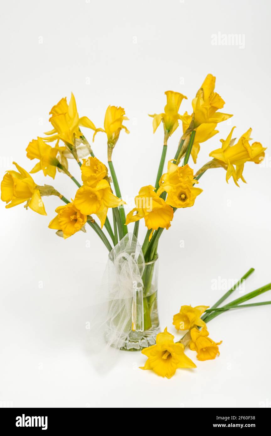 Yellow narcissus, daffodil, (Narcissus pseudonarciss), trumpet narcissus, flower bouquet in a glass vase, on a light background, flowers in the form o Stock Photo