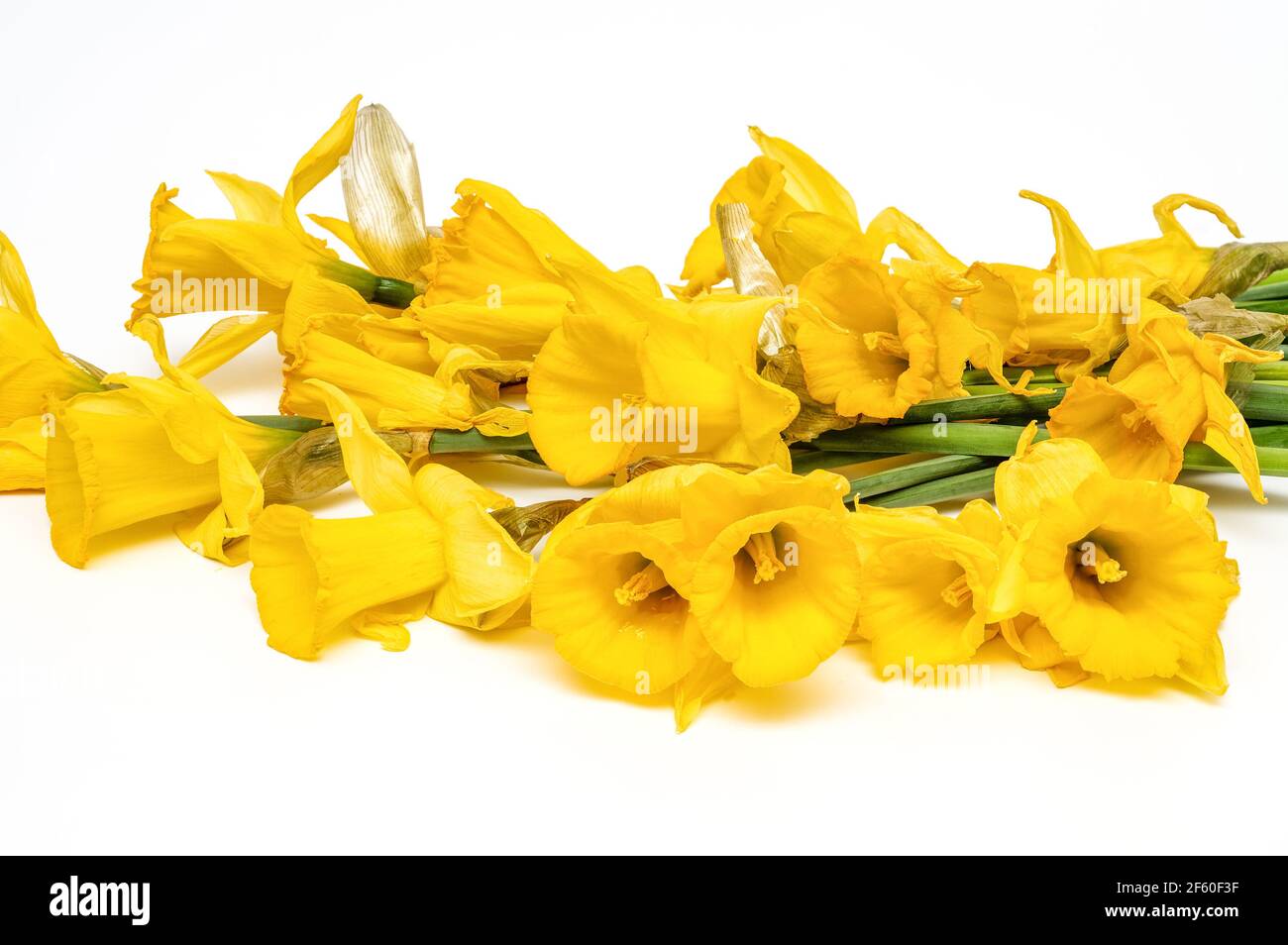 Yellow narcissus, daffodil, (Narcissus pseudonarciss), trumpet narcissus, bouquet of flowers on a light background, macro, long leaves, ornamental pla Stock Photo
