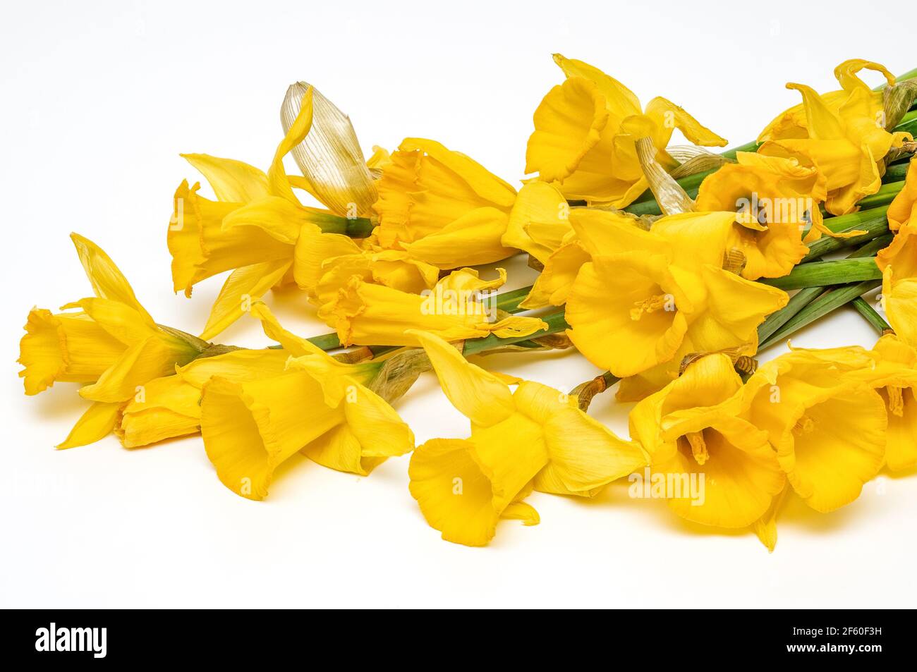 Yellow narcissus, daffodil, (Narcissus pseudonarciss), trumpet narcissus, bouquet of flowers on a light background, macro, long leaves, ornamental pla Stock Photo