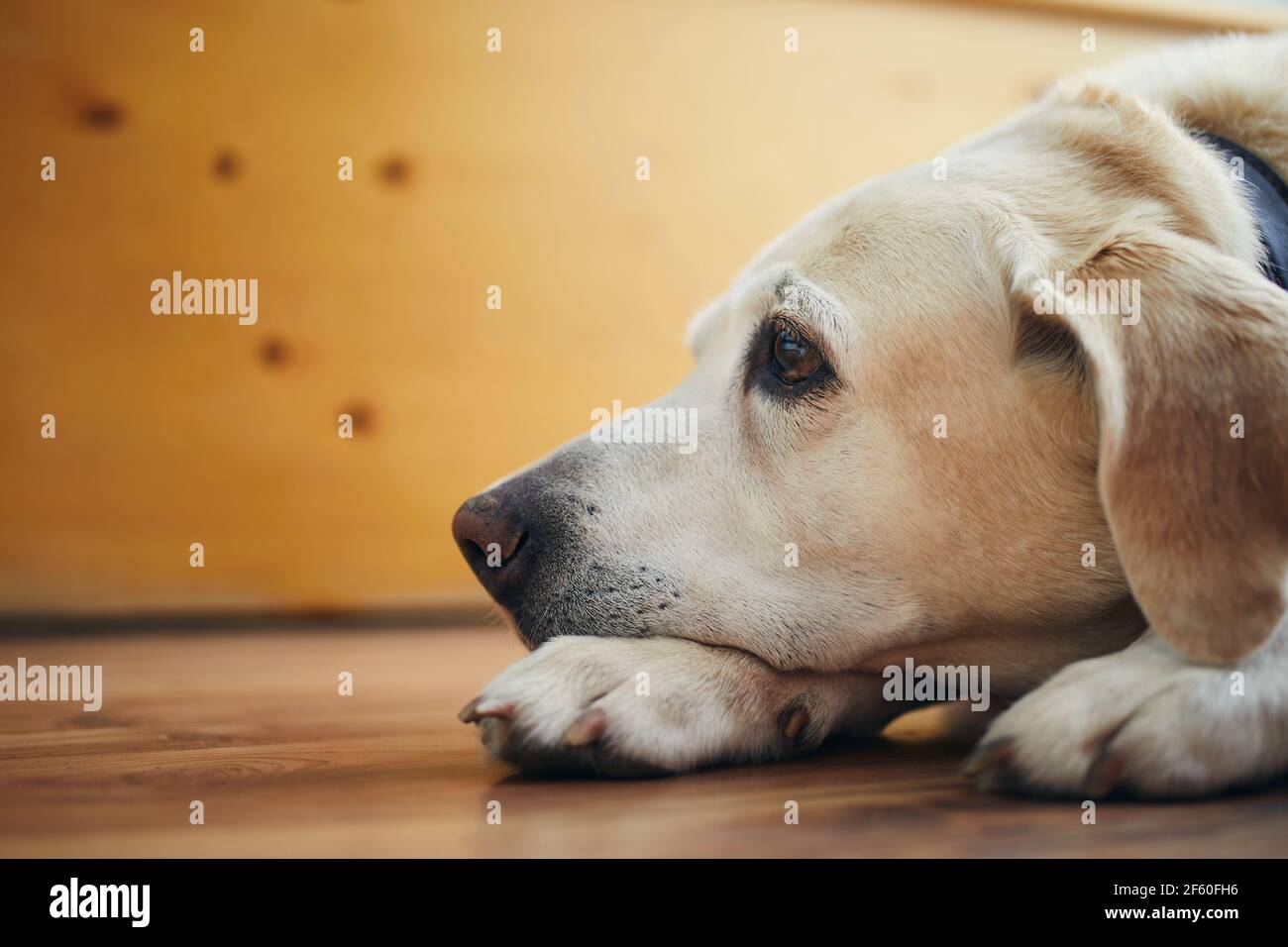 Portrait of old dog at home. Bored labrador retriever lying down and looking up. Stock Photo