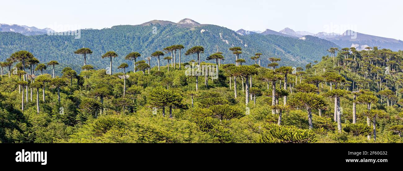Araucaria forest at Conguillio N.P. (Chile) - panoramic view Stock Photo