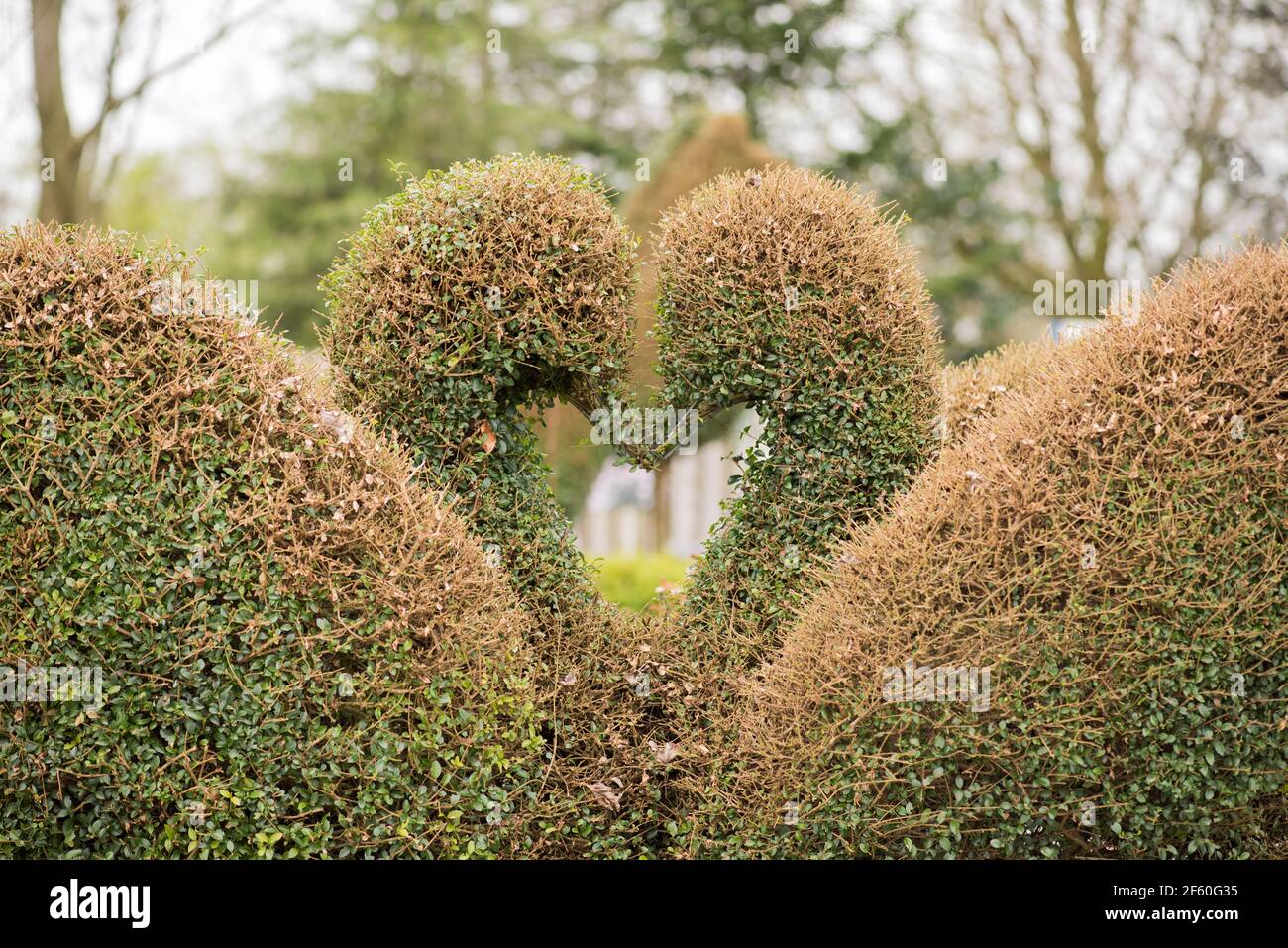 Topiary Buxus (box) plans Stock Photo Alamy