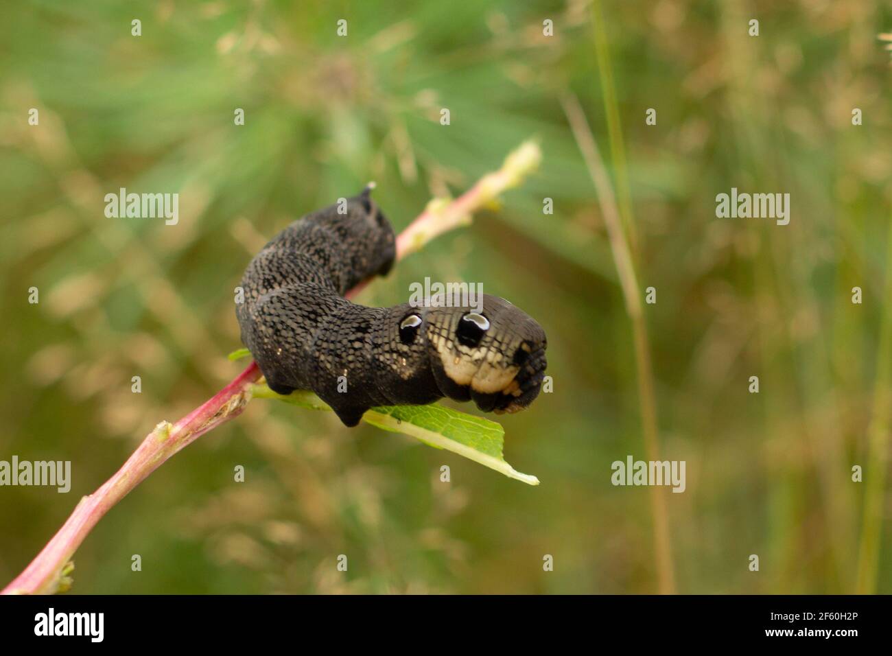 Larva of elephant hawk moth (Deilephila elpenor) closeup Stock Photo