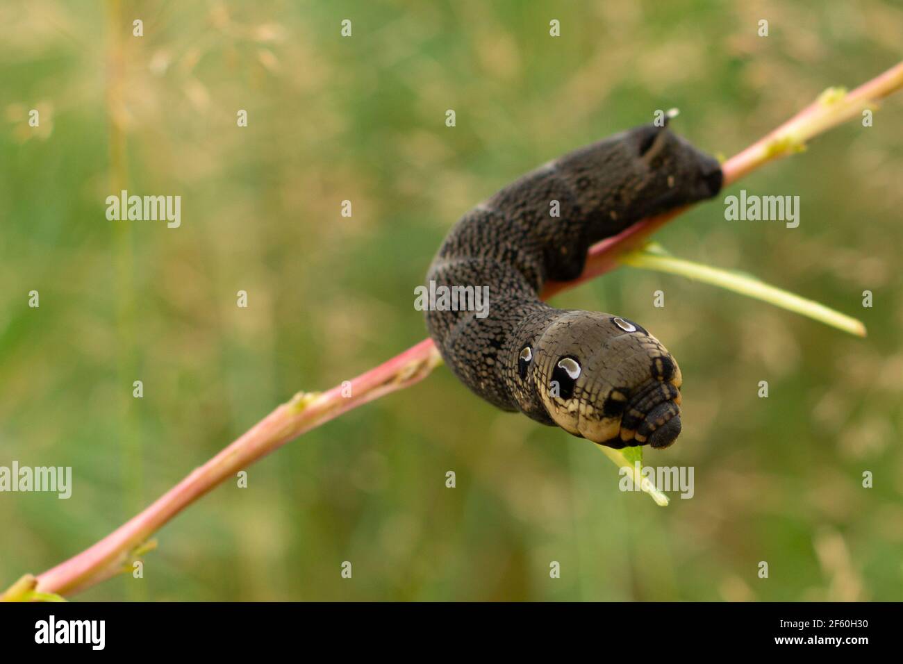 Caterpillar of Elephant hawkmoth on a twig - deilephila elpenor. Stock Photo