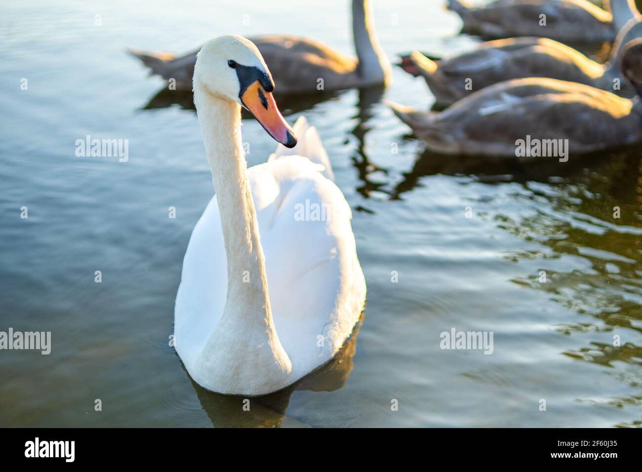 White beautiful swan swimming on lake water in summer Stock Photo - Alamy