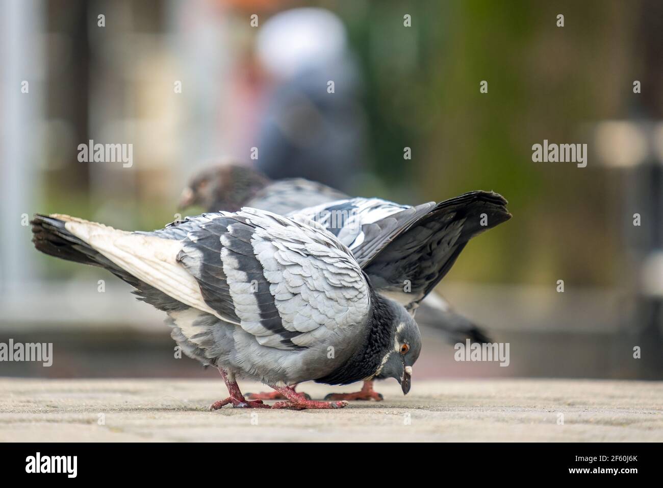 Pigeons On Roadside Hi res Stock Photography And Images Alamy pigeons-on-roadside-hi-res-stock-photography-and-images-alamy