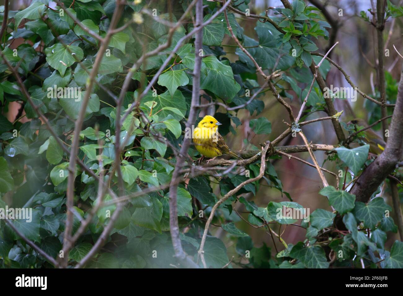 A male Yellowhammer in a spring garden hedgerow, England Stock Photo