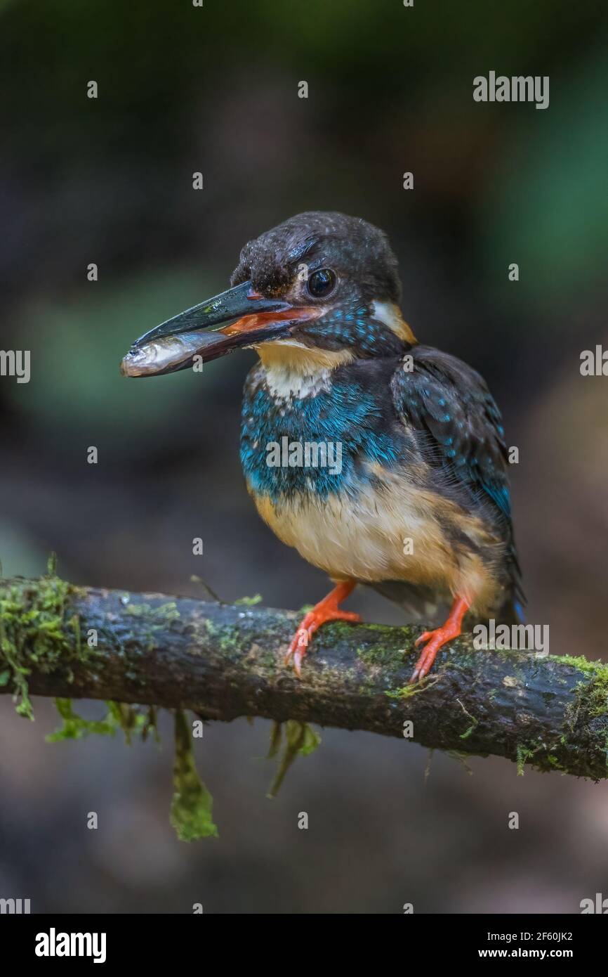 blue-banded kingfisher Alcedo euryzona Male perch with fish in mouth Stock Photo