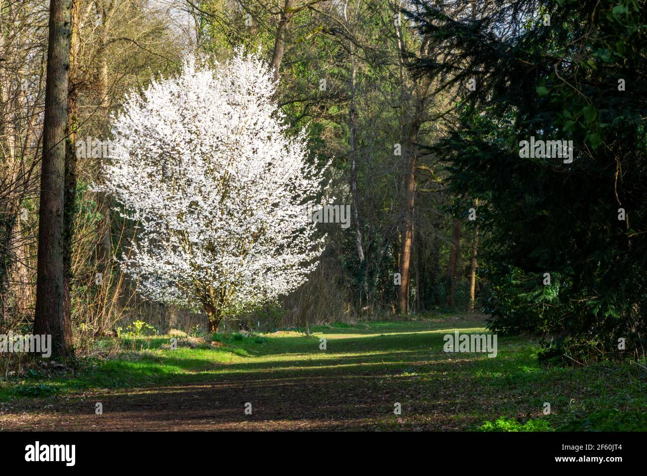 Prunus Sogdiana shrub in full flower in early spring, with a multitude of white blossom Stock Photo