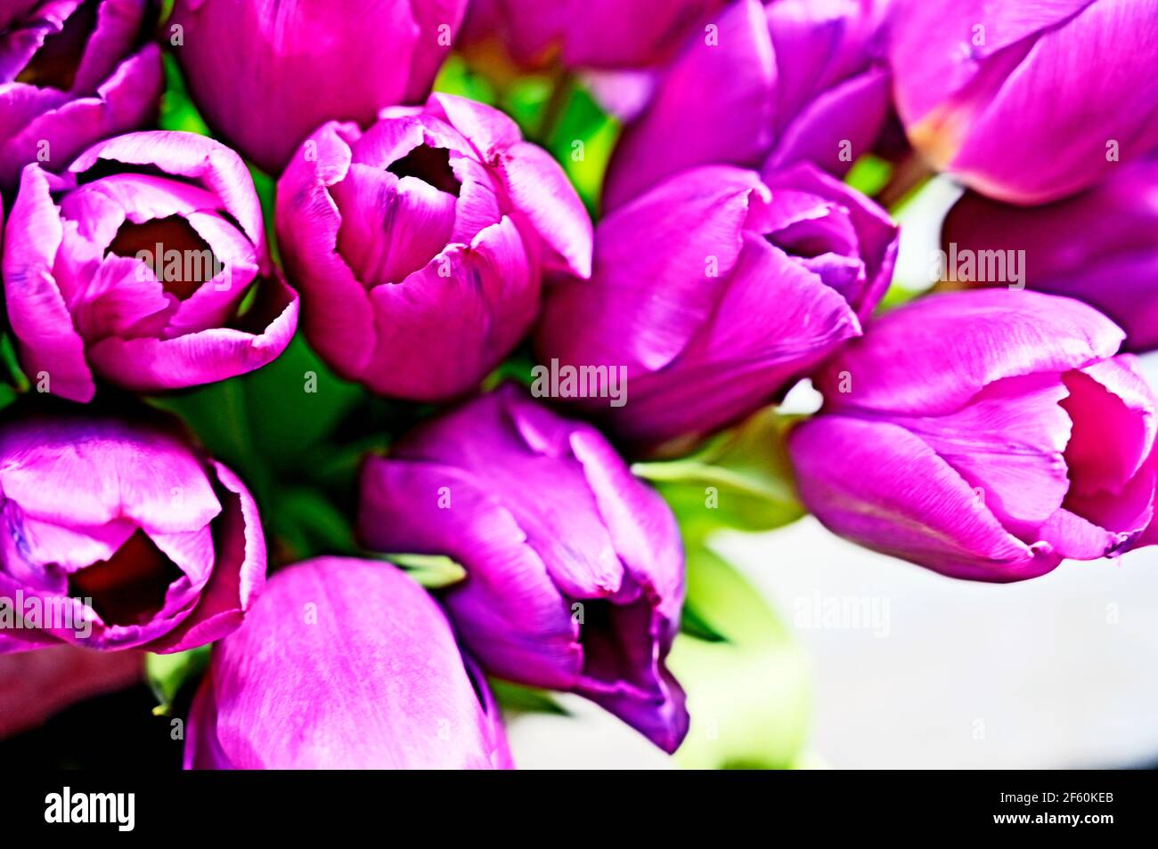 bunch of tulips; Tulpenstrauß Stock Photo