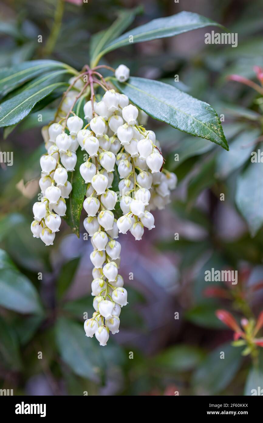 Lily of the valley tree hi-res stock photography and images - Alamy
