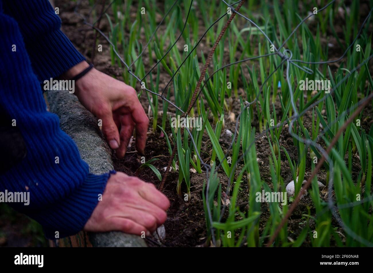 spring is coming : se nota en la tierra, en el aire, en la vida....... y en las horas de luz..... y trabajo Stock Photo