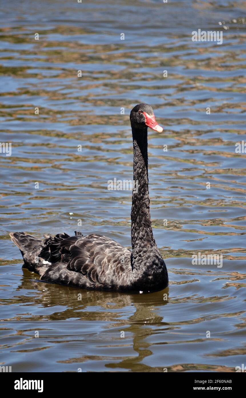 An Australian black swan swimming in the in Adelaide, South Australia Stock Photo - Alamy