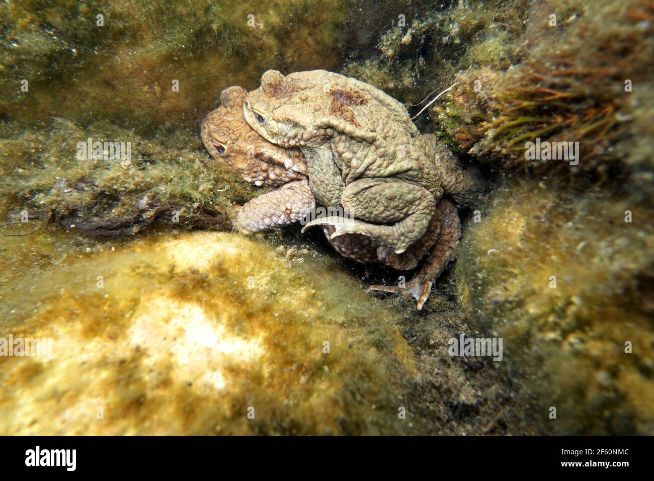 ErdkrötenPaar (Bufo bufo) beim Laichen zwischen ÄhrenTausendblatt