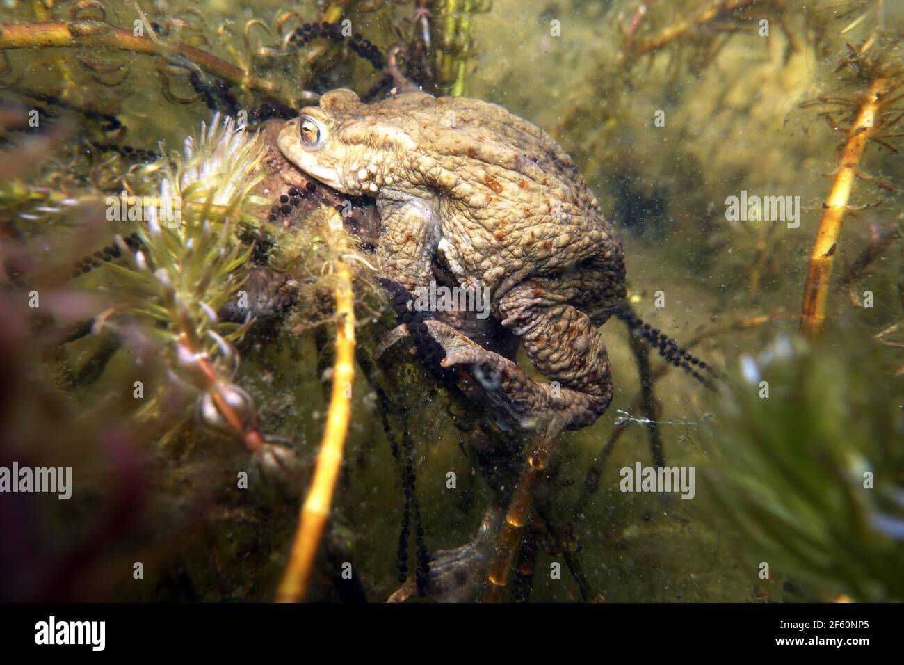 ErdkrötenPaar (Bufo bufo) beim Laichen zwischen ÄhrenTausendblatt