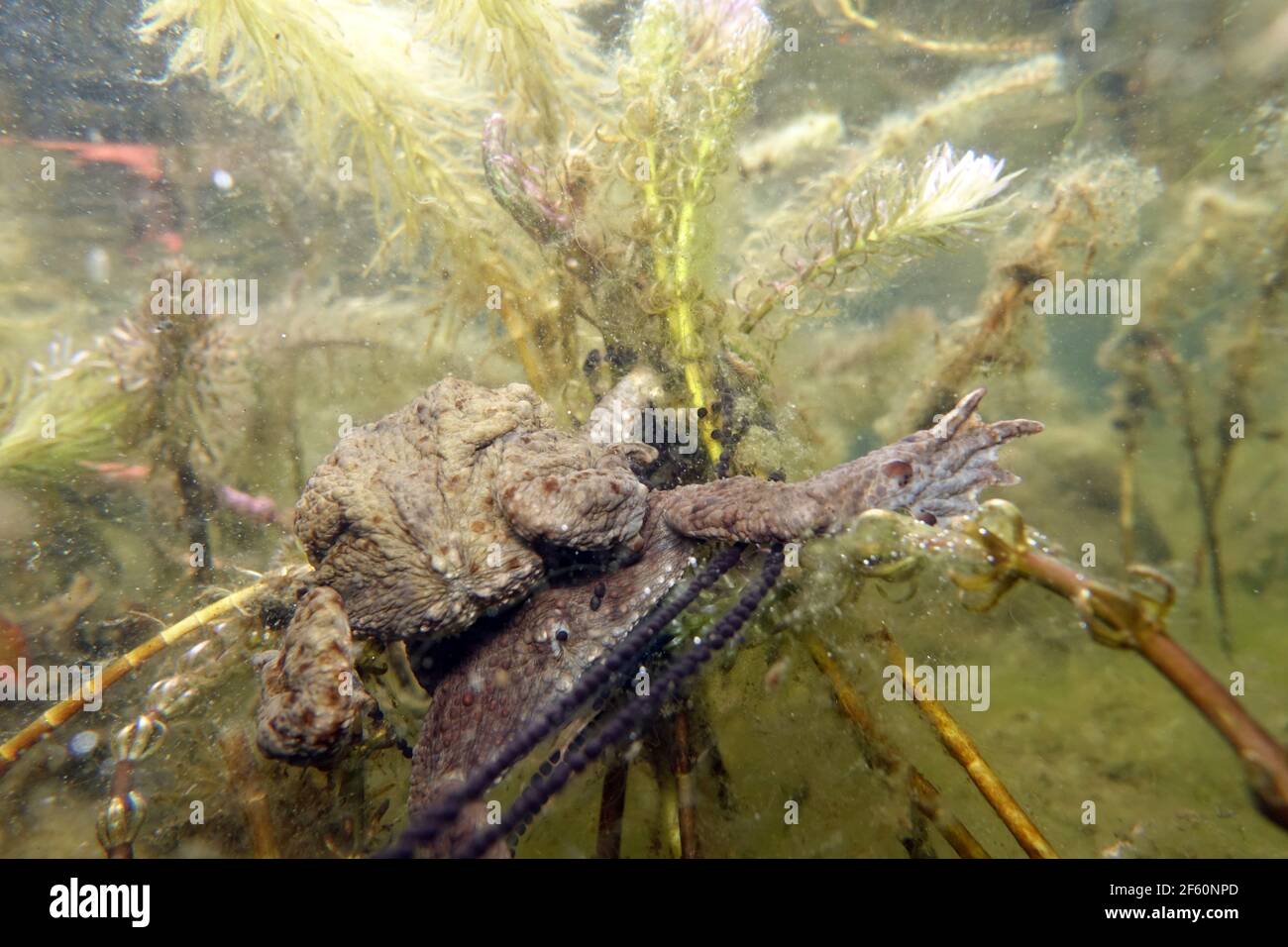 ErdkrötenPaar (Bufo bufo) beim Laichen zwischen ÄhrenTausendblatt