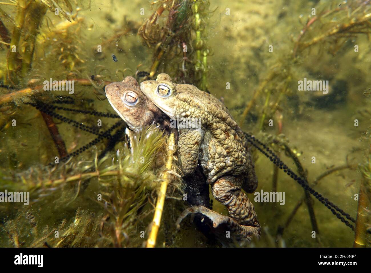 ErdkrötenPaar (Bufo bufo) beim Laichen zwischen ÄhrenTausendblatt