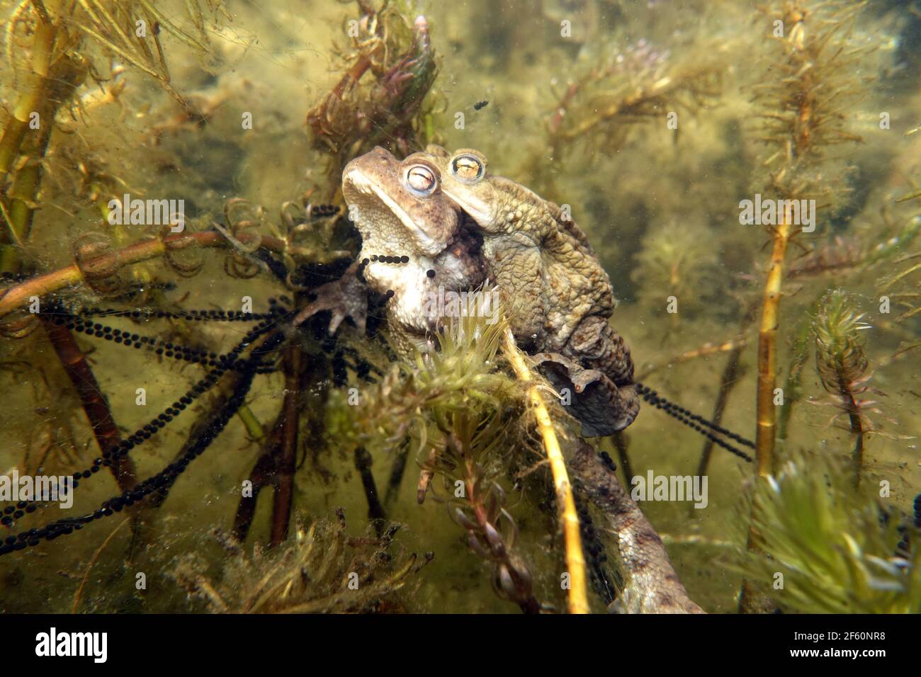 ErdkrötenPaar (Bufo bufo) beim Laichen zwischen ÄhrenTausendblatt
