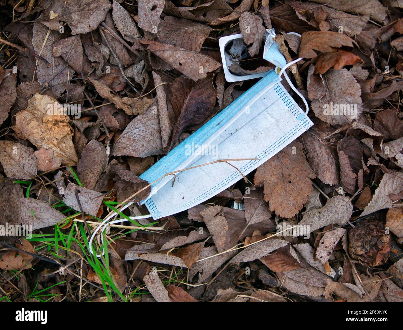 A used, blue surgical mask used for COVID-19 PPE protection, discarded as litter by a rural countryside hedgerow causing environmental pollution Stock Photo