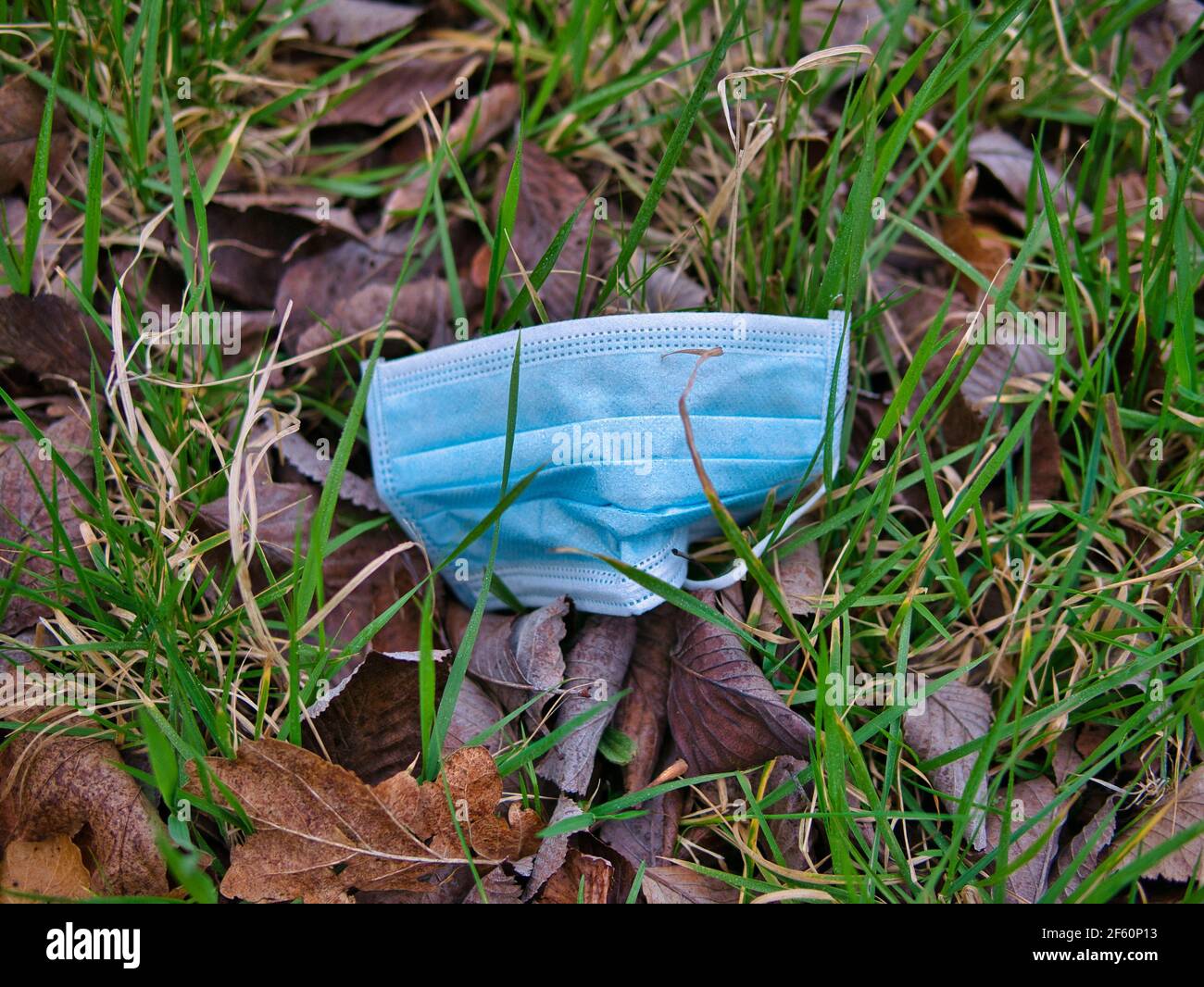 A used, blue surgical mask used for COVID-19 PPE protection, discarded as litter by a rural countryside hedgerow causing environmental pollution Stock Photo