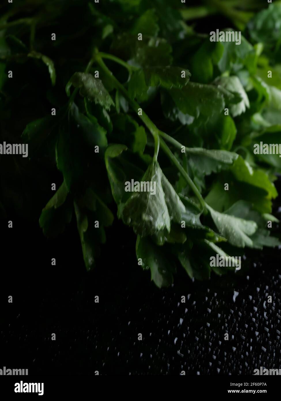 Green Parsley leaf background. Parsley or garden parsley is a species of flowering plant in the family Apiaceae, native to the central Mediterranean Stock Photo