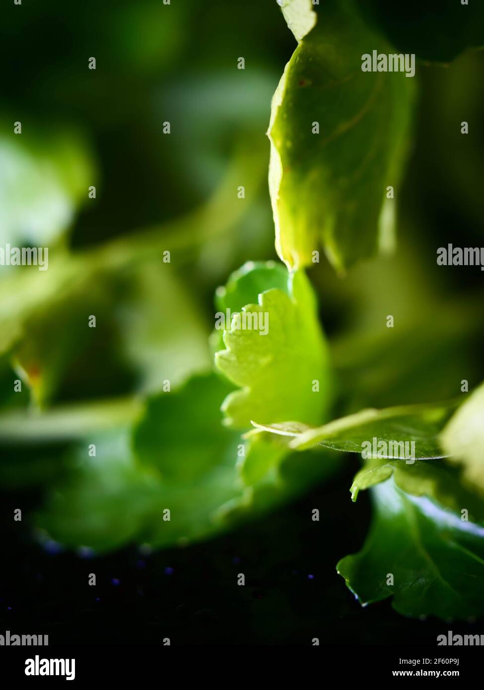 Green Parsley leaf background. Parsley or garden parsley is a species of flowering plant in the family Apiaceae, native to the central Mediterranean Stock Photo