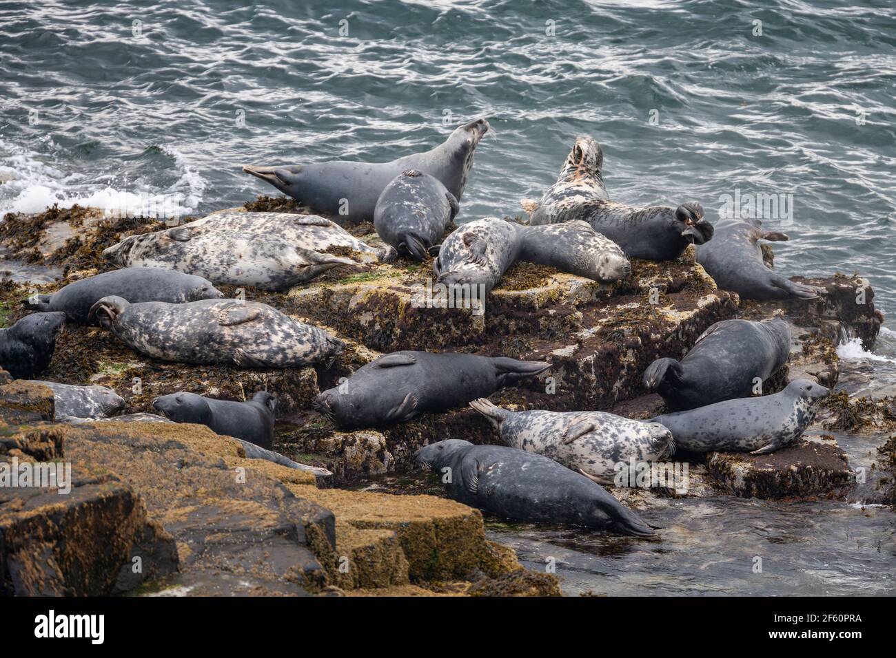 Grey seals (Halichoerus grypus), Isle of May, Firth of Forth, Scotland, UK Stock Photo