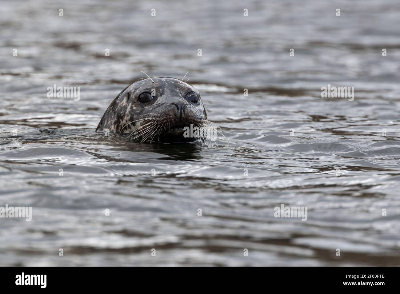 Common seal (Phoca vitulina), Wester Ross, Scotland, UK Stock Photo