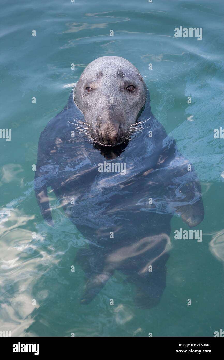 Grey seal (Halichoerus grypus) swimming, Scotland, UK Stock Photo