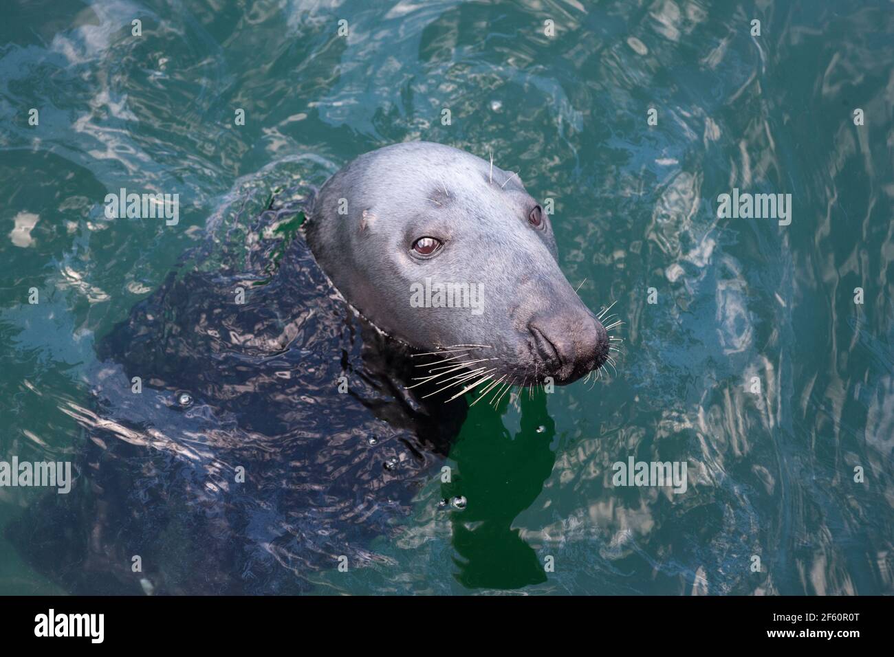 Grey seal (Halichoerus grypus), Firth of Forth, Scotland, UK Stock Photo