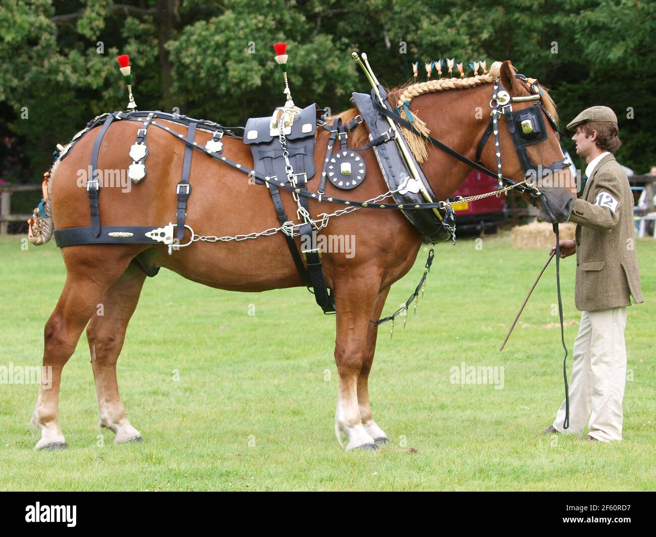 A rare breed Suffolk Punch Horse in full show harness Stock Photo Alamy