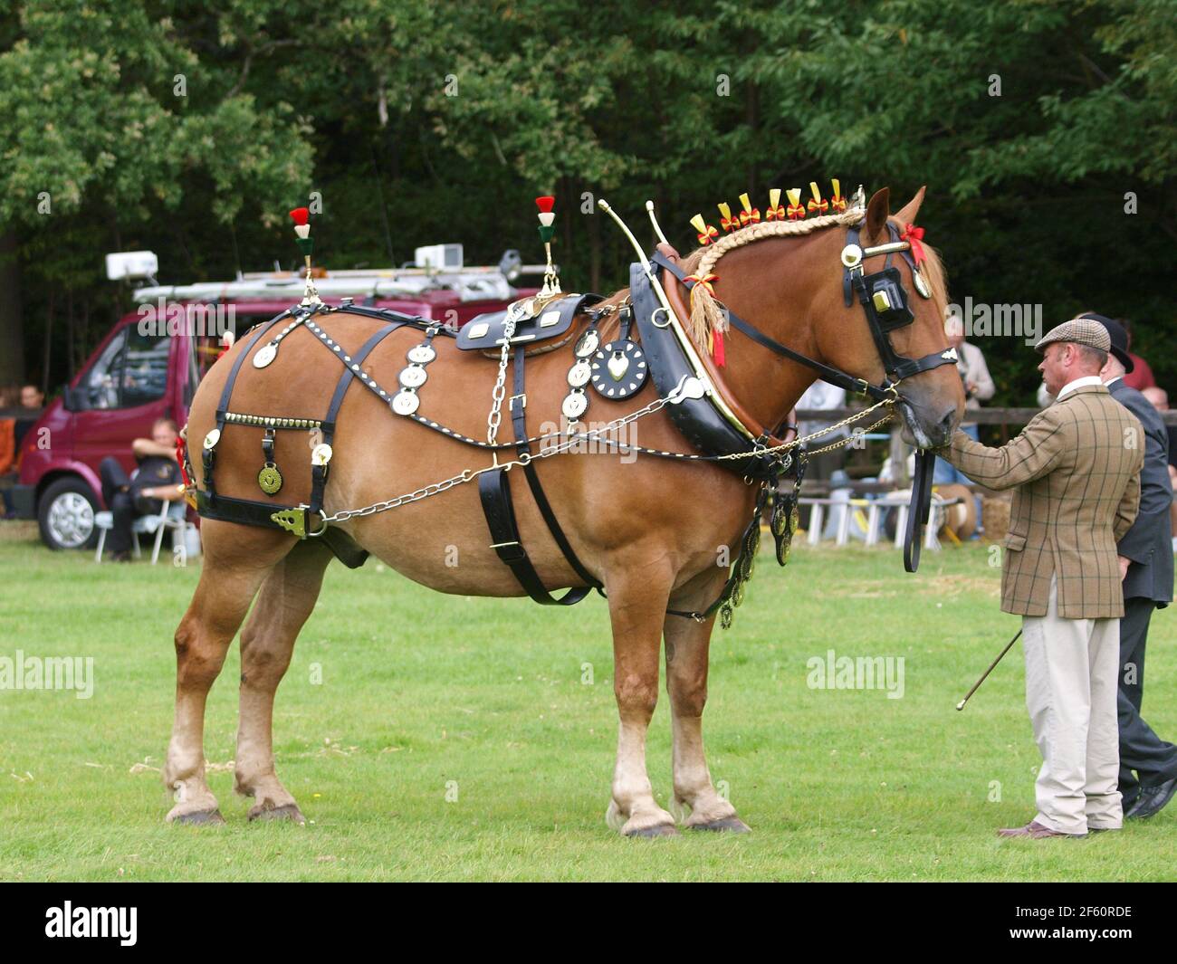 A rare breed Suffolk Punch Horse in full show harness Stock Photo Alamy