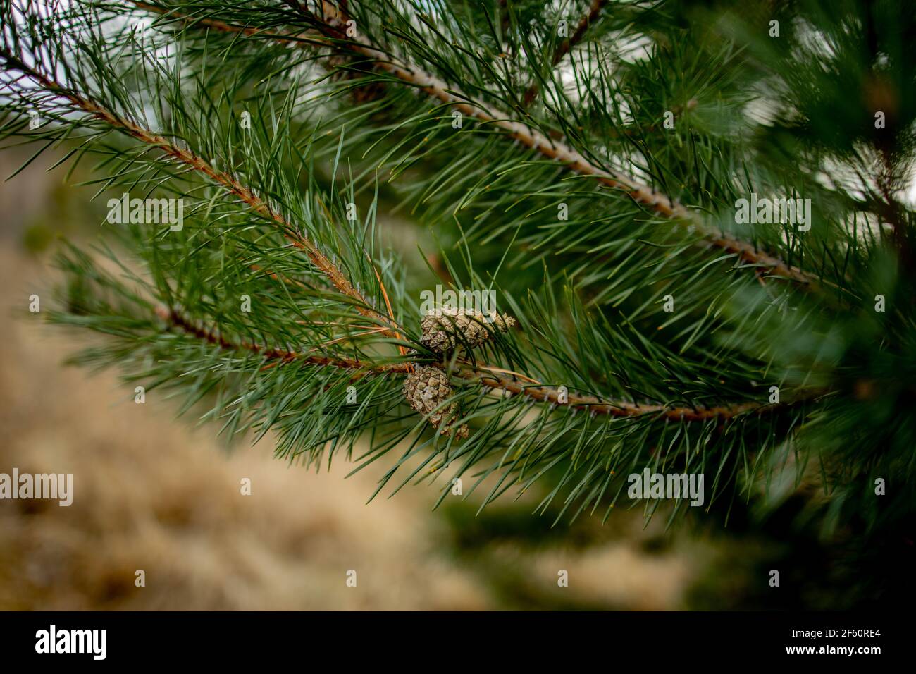 Shooting Buds High Resolution Stock Photography and Images Alamy