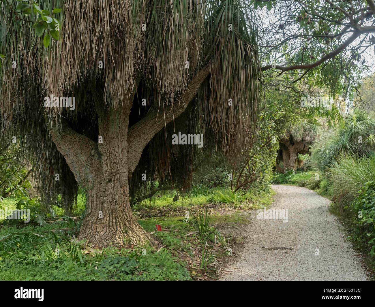 The Jardin botanique de la Villa Thuret, Thuret Garden is a renowned
