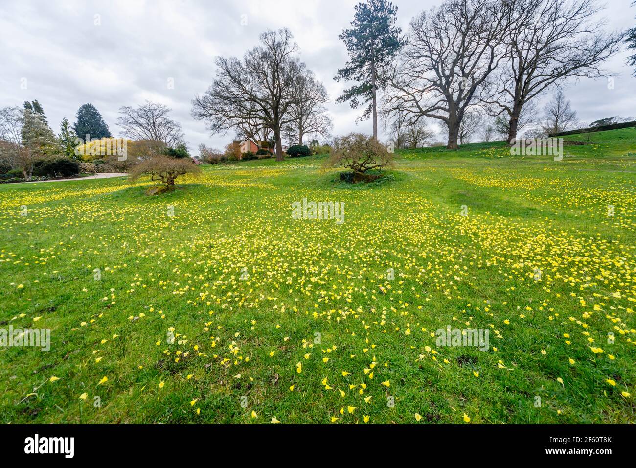 View of the Alpine Meadow with hooped-petticoat daffodils (Narcissus bulbocodium) flowering at RHS Garden Wisley, Surrey, south-east England in spring Stock Photo