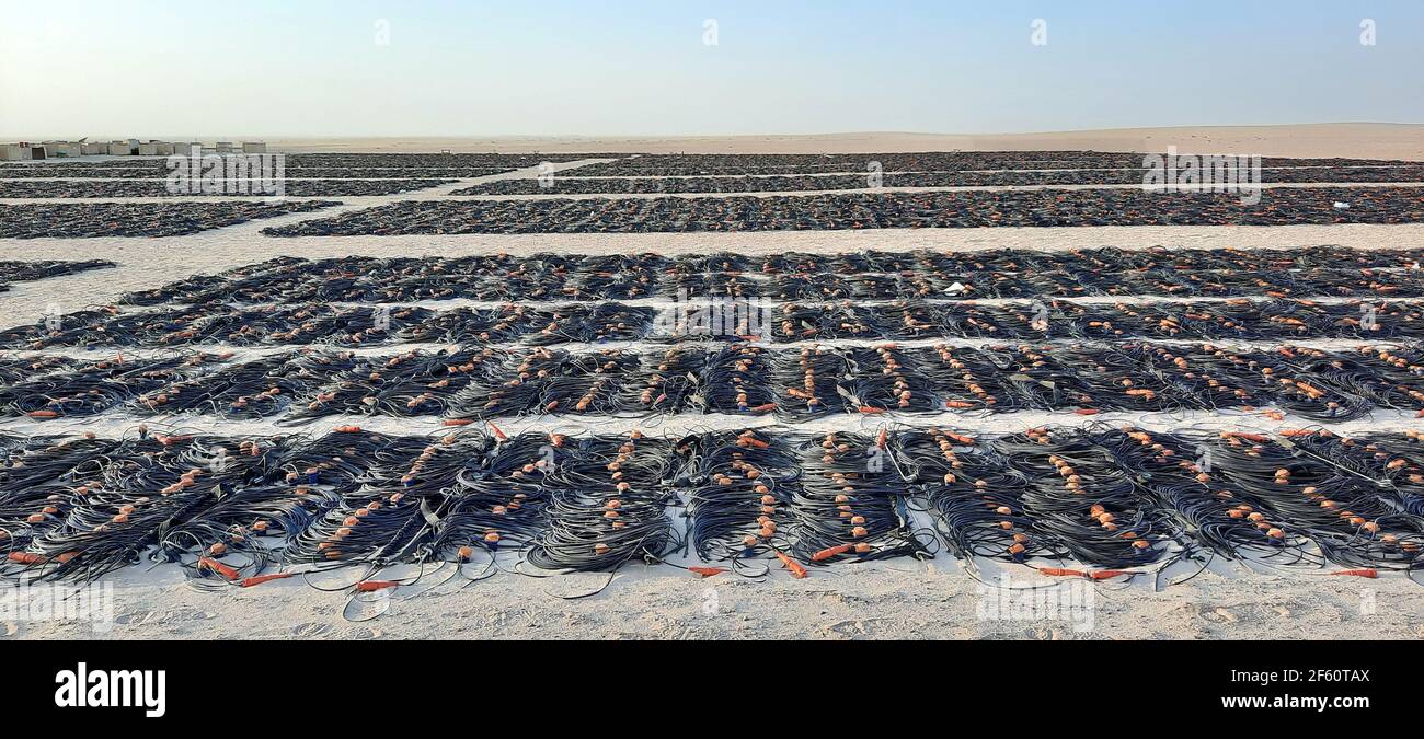 seismic geophone strings lay out in the field. dry sand type of terrain. Stock Photo