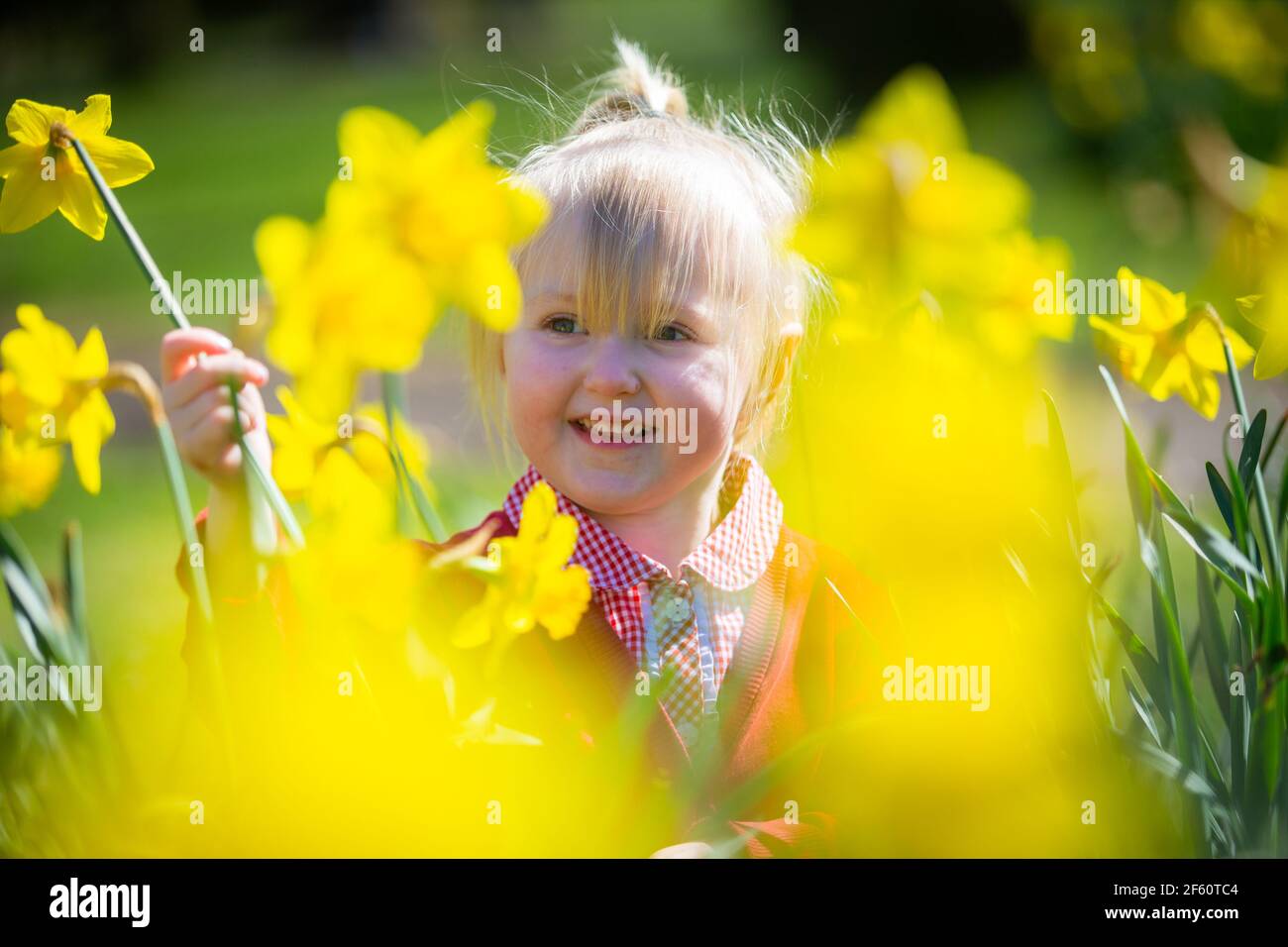 Three year old girl in daffodil flowers outside Stock Photo