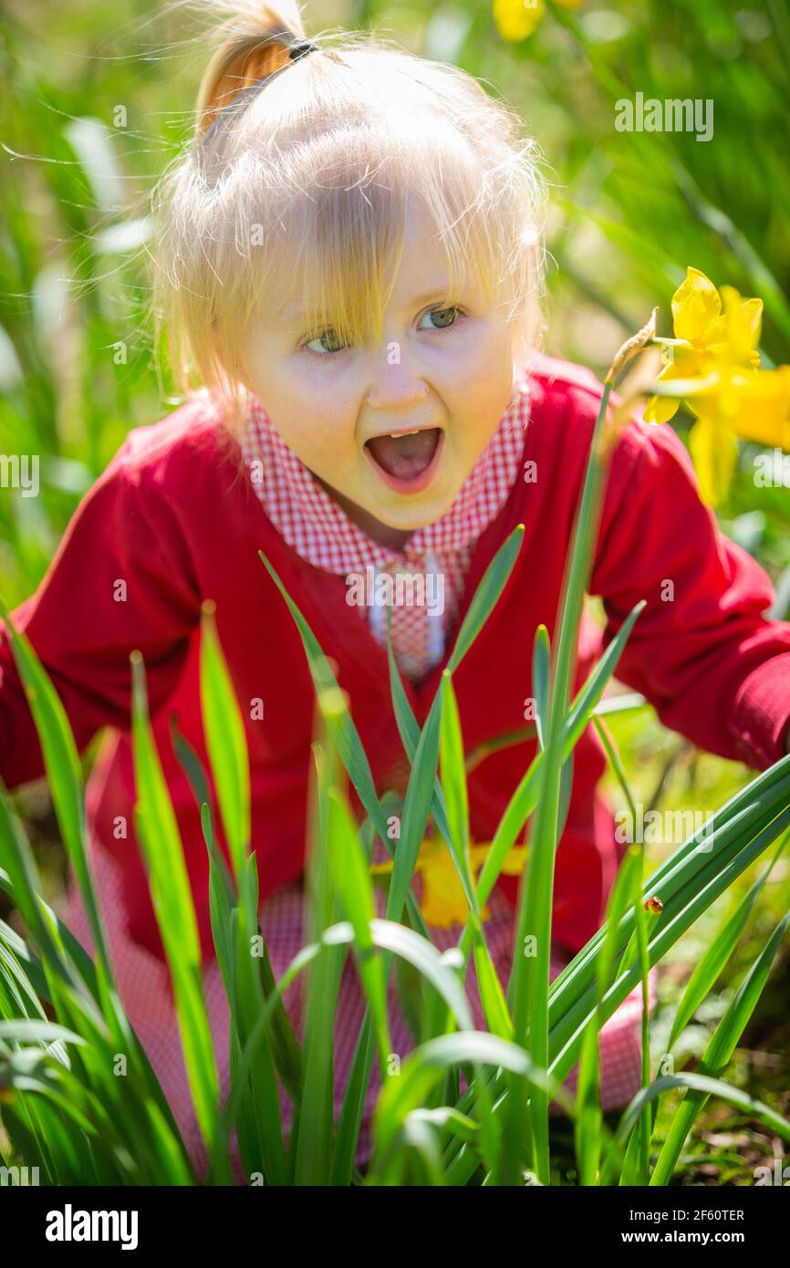 Three year old girl in daffodil flowers outside Stock Photo