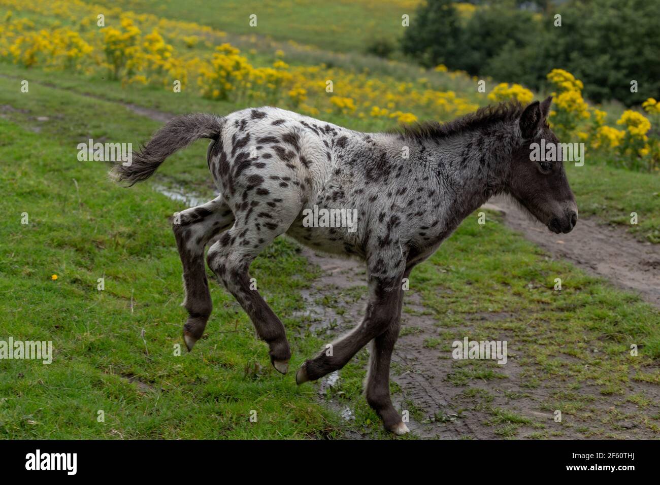 A mare with a foal. Stock Photo